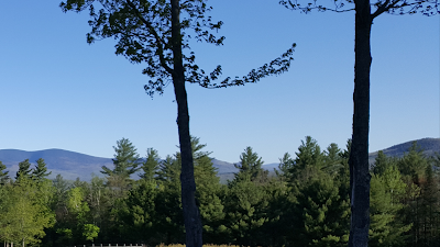 Photos of M R's Blueberry Heaven
