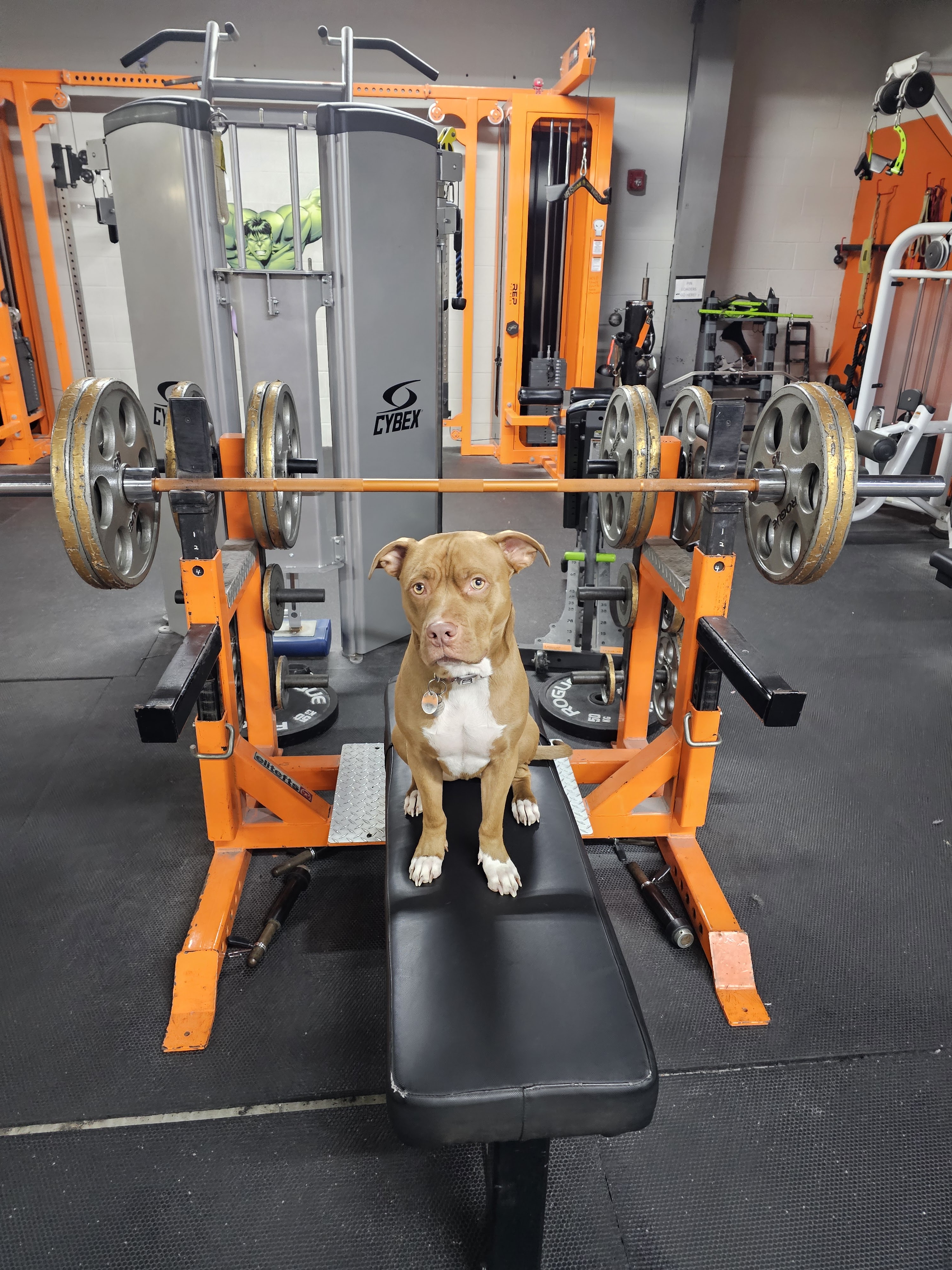 Lightning Fitness photo 5