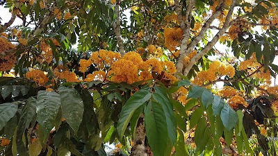 Photos of Banboo Garden