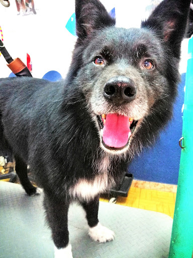 A l'Aigua Peluqueria Canina - Thumbnail