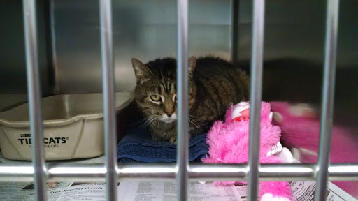 Cape May County Animal Shelter - Thumbnail