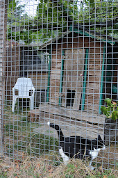 Photo n°4 de Pension canine féline équine du domaine de Buchepot à Saint-Léopardin-d'Augy (Pension pour chevaux)