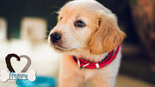 Happytails.co - Visual