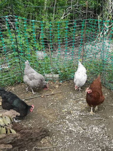 Clydach Poultry