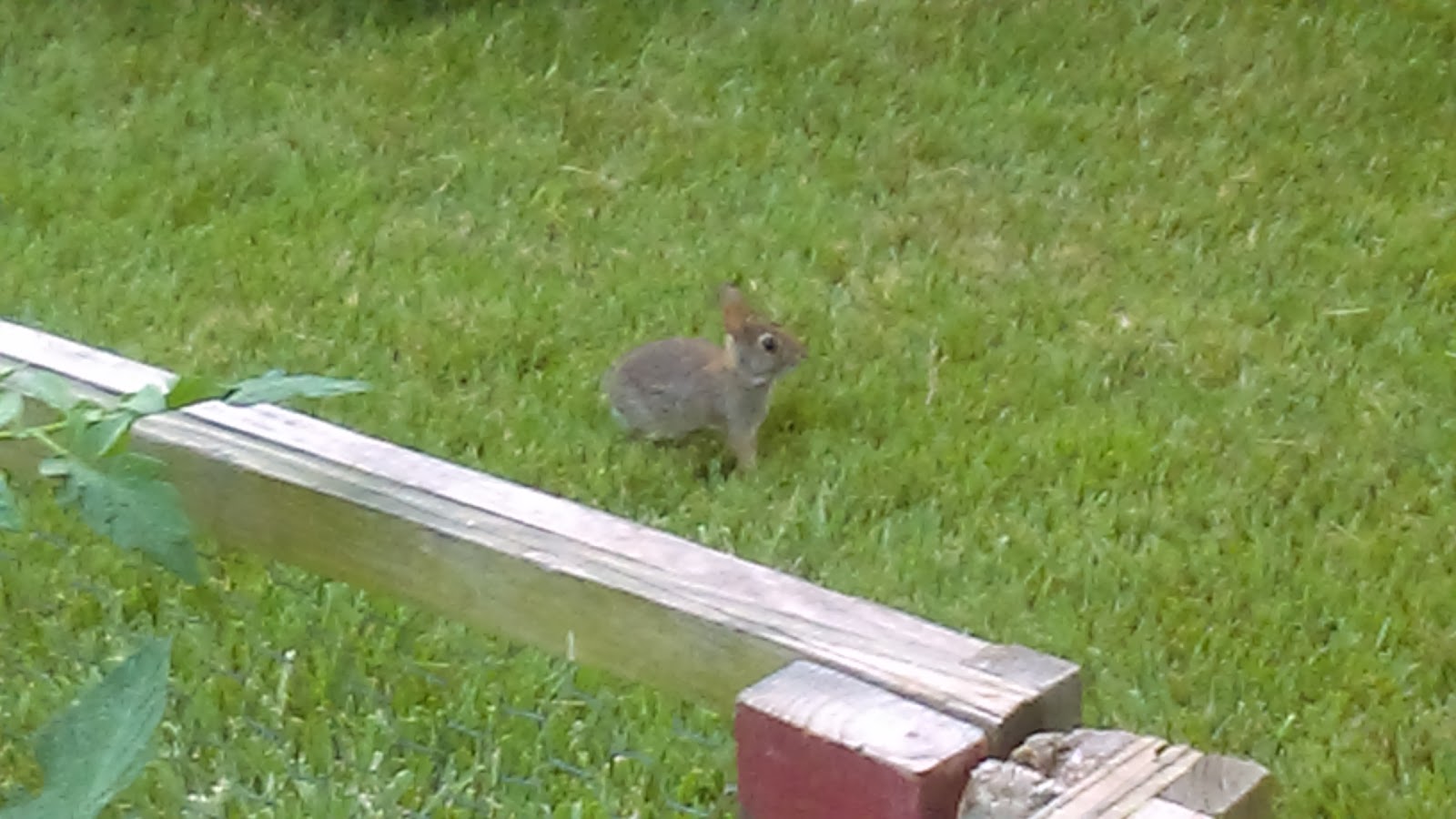 James Buchanan Butterfly Garden