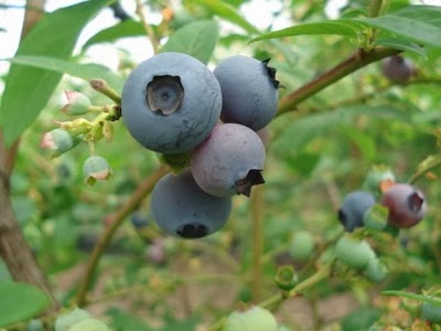 Photos of The Berry Store