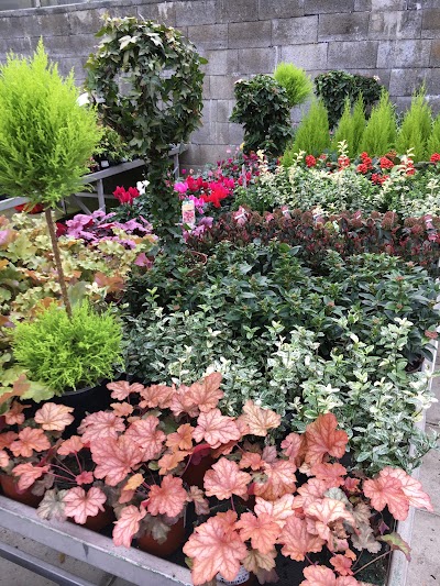 Photos of Alti Flora - Outdoor