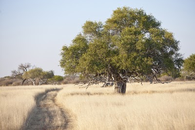 Photos of Veronica (Aru Game Lodges)