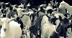 Photo n°2 de Lesay Franck La Chevriette à Framecourt (Ferme)