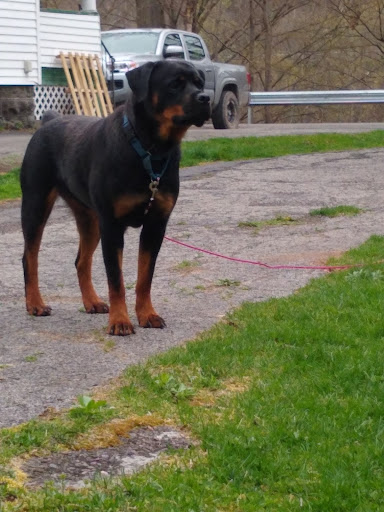 Susquehanna SPCA - Thumbnail