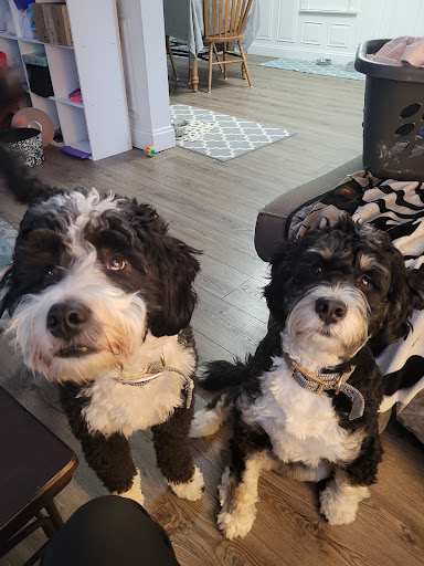 C&K Paw Sitters, LLC and Grooming - Thumbnail