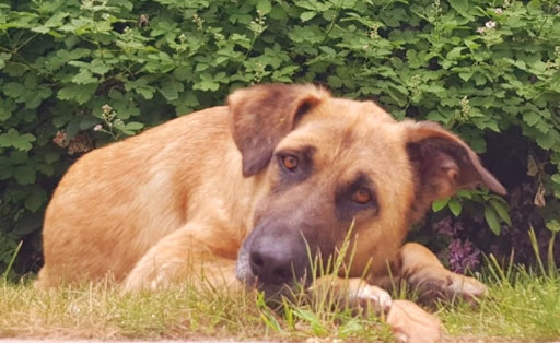 Dr. med. vet. Ingo Schneider - Fachtierarzt für Klein-und Heimtiere - Thumbnail