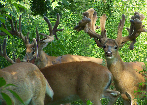 Samson’s Ridge, LLC - Illinois Deer Hunting - Thumbnail