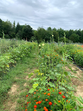 TIKSmart Gongura & Indian Vegetable Farm by null