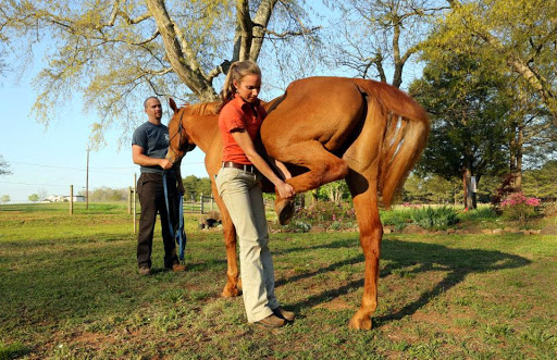 Garrison Equine Veterinary Care, LLC - Thumbnail