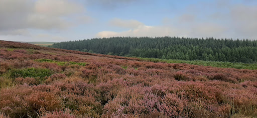 Langsett - Visual