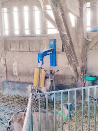 Photo n°10 de Aubailly Jean à Nohant-Vic (Producteur de bétail)