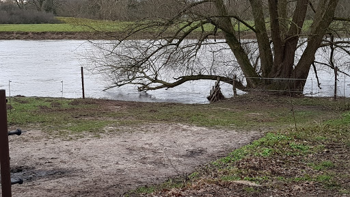 Pferdeweide an der Ems