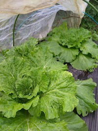 料理酒家てらだ