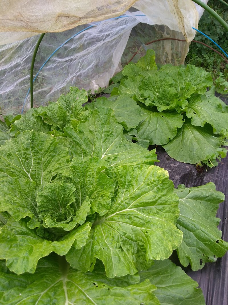 料理酒家てらだ