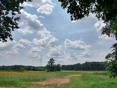 Draper WMA Sunflower Fields