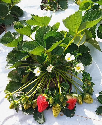 Fresas del Pacifico - Thumbnail
