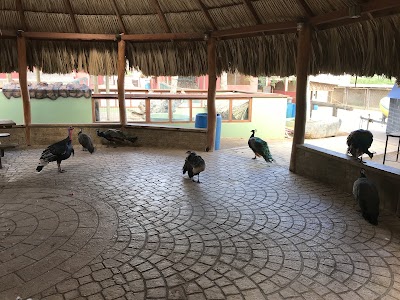 Photos of Around Aruba Tours