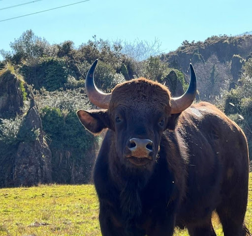 Gaur - Visual