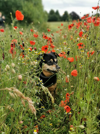 Greenhill Pet Cremation Services Gallery - United Kingdom