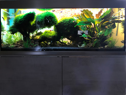 Aquarium Pflanzen Fische - Thumbnail