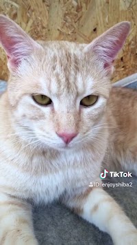 猫カフェ 猫のへや エンジョイ