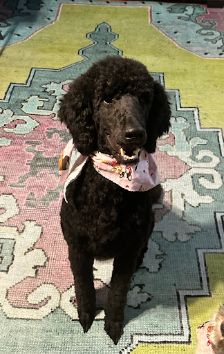 All Dogged Out Dog Grooming and supply - Thumbnail