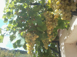 Photo n°12 de Domaine Olea à Agel (Verger)