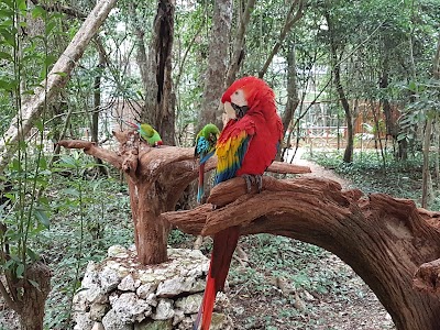 Photos of Akumal Monkey Sanctuary