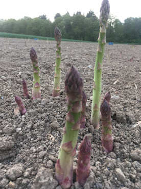 Ferme du Château by null
