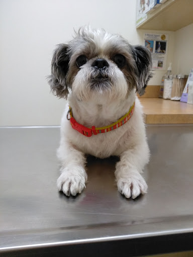 Arc Animal Hospital - Thumbnail
