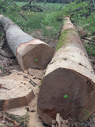 Photo n°10 de SCIERIE GUIONIE à Landiras (Entrepreneur)