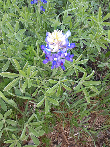 Eastern Hills Park - Thumbnail