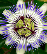 Passiflore à Orgeval