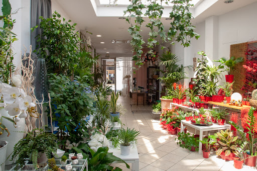 Seral Floristas - Thumbnail