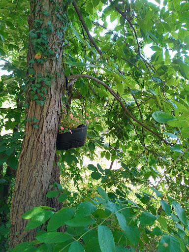 Old Walnut Street Trail - Thumbnail