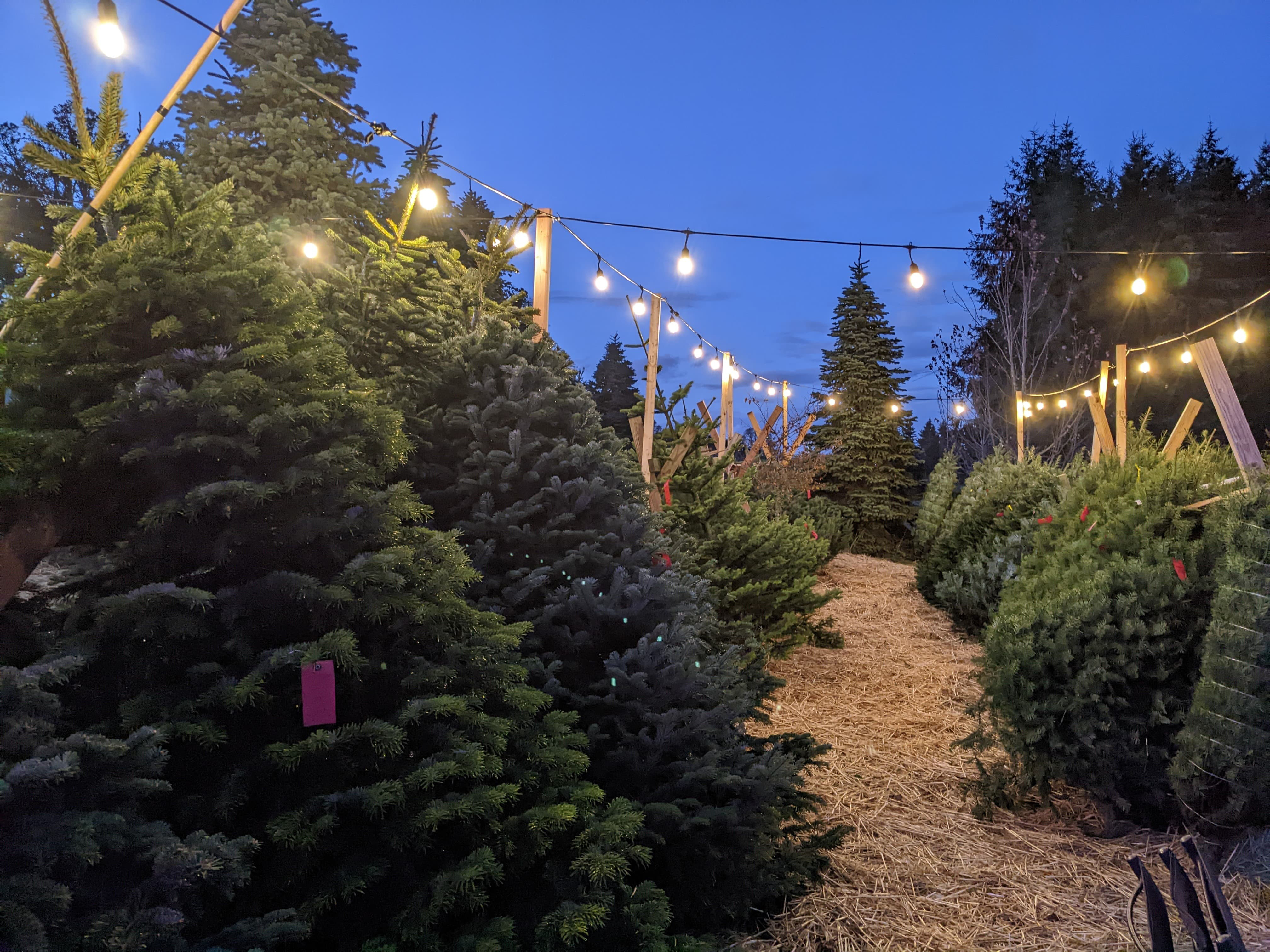 Butte Creek Tree Farm
