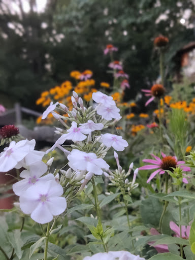 Little Buffalo State Park Butterfly Garden - Thumbnail