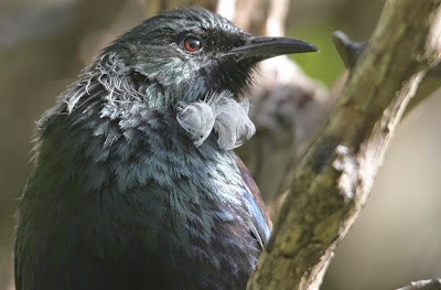 Photos of The Brook Waimarama Sanctuary