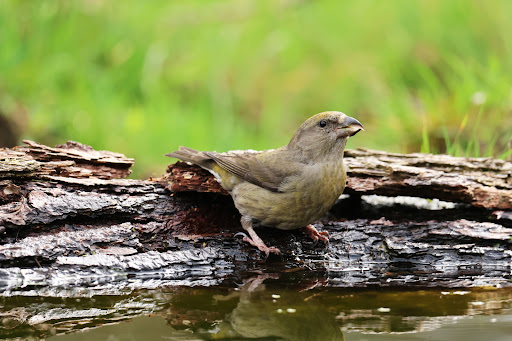 Vogelkijkhut Schaarsbergen