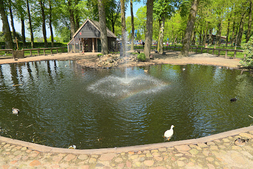 Eendenvijver Diever - Thumbnail