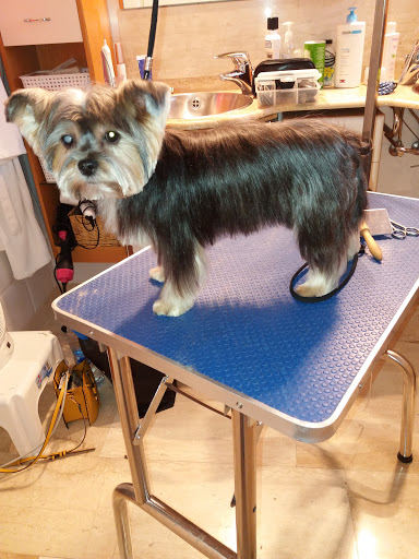 Toilettage Luxury Dog