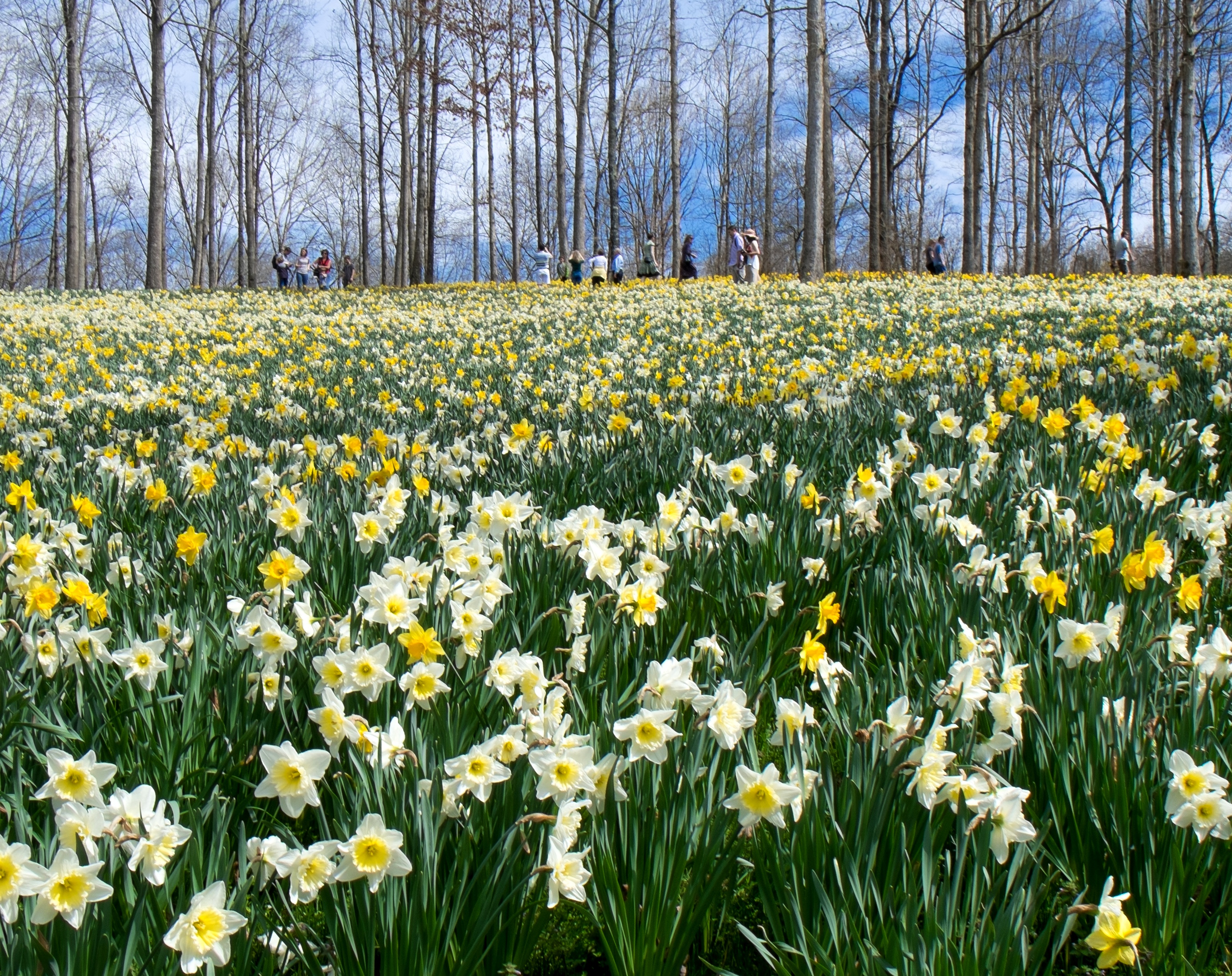 Gibbs Gardens