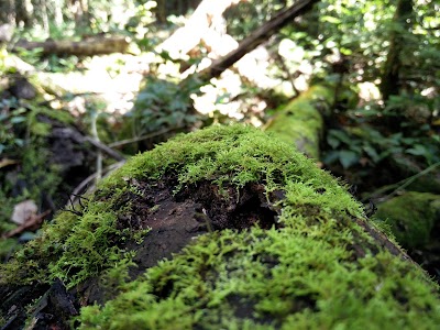 Photos of Eungella National Park