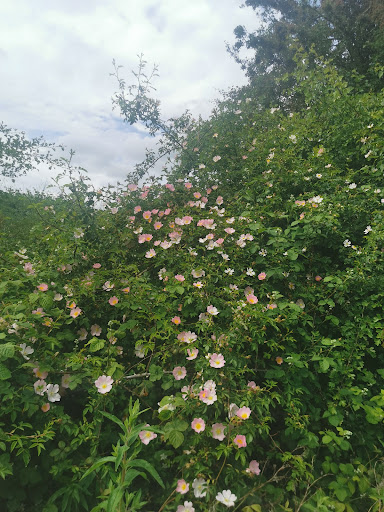 Fiskerton Fen Nature Reserve - Thumbnail